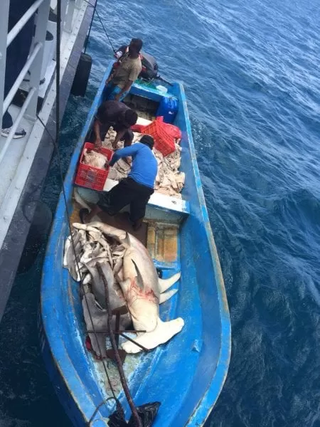 Video: Pescaban tiburones martillo y fueron capturados por las autoridades de las FFAA