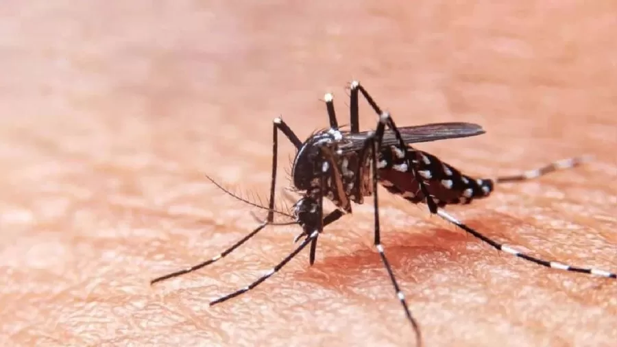 Perú declaró alerta epidemiológica por brote de dengue con ocho muertos