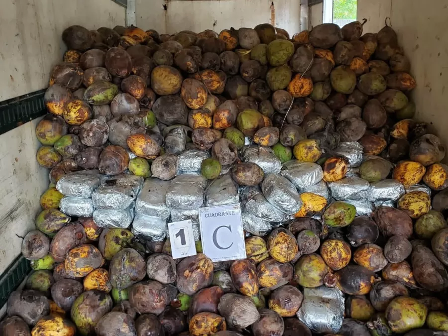 Presos quedan dos hombres que transportaban 498 paquetes de marihuana en medio de un cargamento de cocos