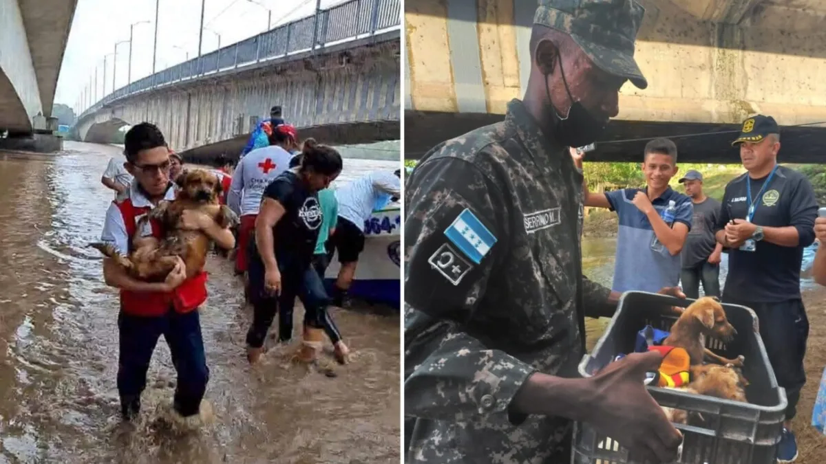 ¡Ellos también importan! Rescatistas salvan a las mascotas durante inundaciones y deslizamientos