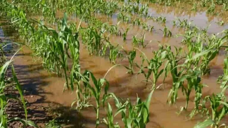 Prograno: lluvias provocan pérdidas del 30 % de hortalizas y granos básicos