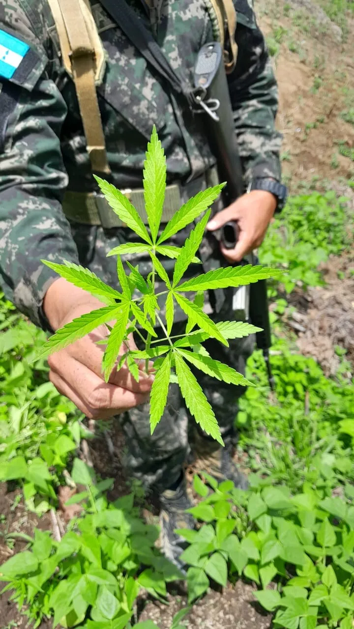 Aseguramiento de plantación de droga en El Paraíso