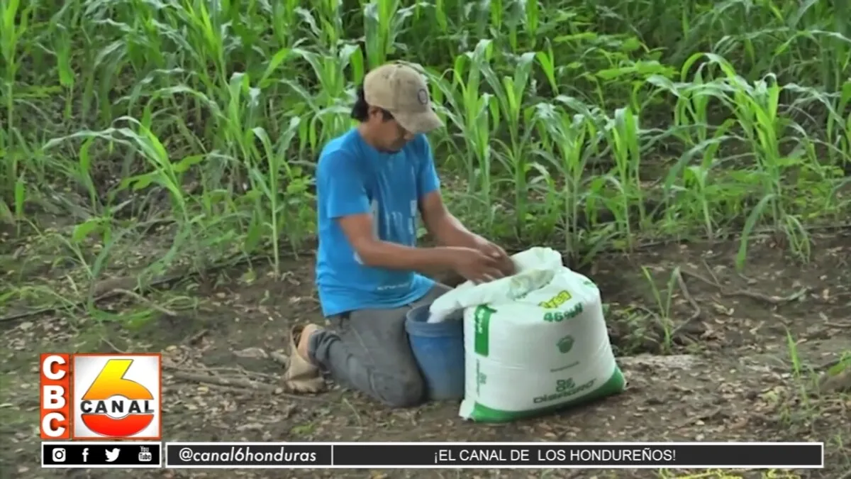 Honduras debe prepararse ante posible crisis alimentaria mundial este 2023