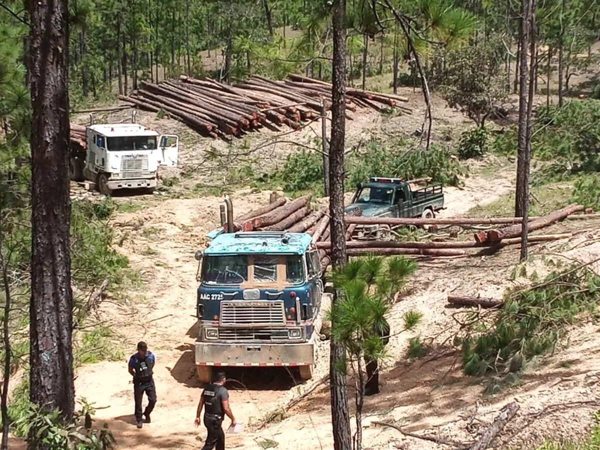 Importante decomiso de aprovechamiento ilegal de madera realizan en Guaimaca