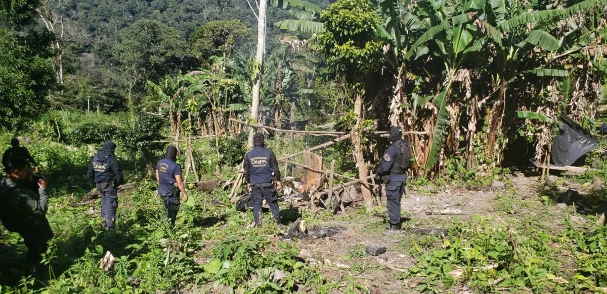 Agentes antidrogas de la Policía Nacional localizan plantación con 21,000 arbustos de coca en Yoro 01