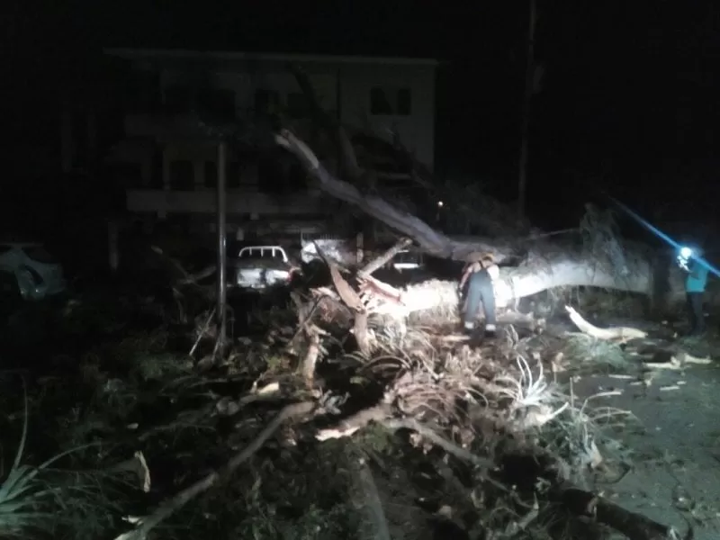 Frondoso árbol cae y destruye cinco vehículos en la residencial Los Médicos de San Pedro Sula