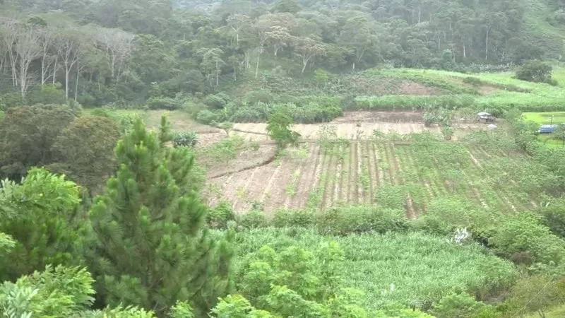 Lluvias dejan perdidas a productores de Omoa