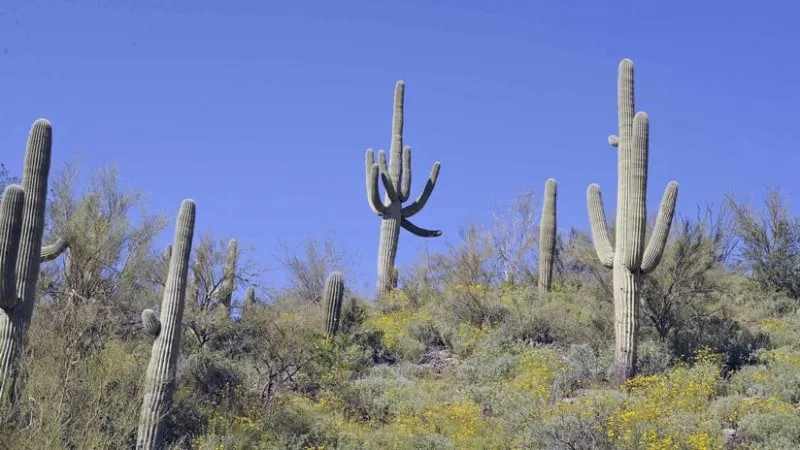 En EE.UU. están implantándole microchips a los cactus