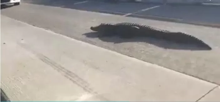 Un caimán intenta cruzar autopista y provoca tremendo tráfico en Florida