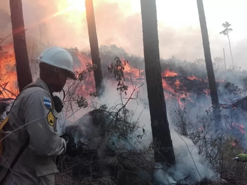 VIDEO: Otro incendio en bosques hondureños... Nuevamente en Tegucigalpa
