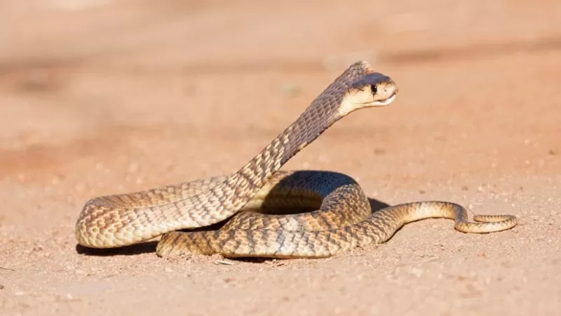 El combate a muerte de dos cobras escupidoras