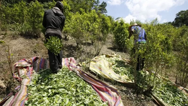 Producción de coca en Colombia alcanza nuevo récord según EE.UU.