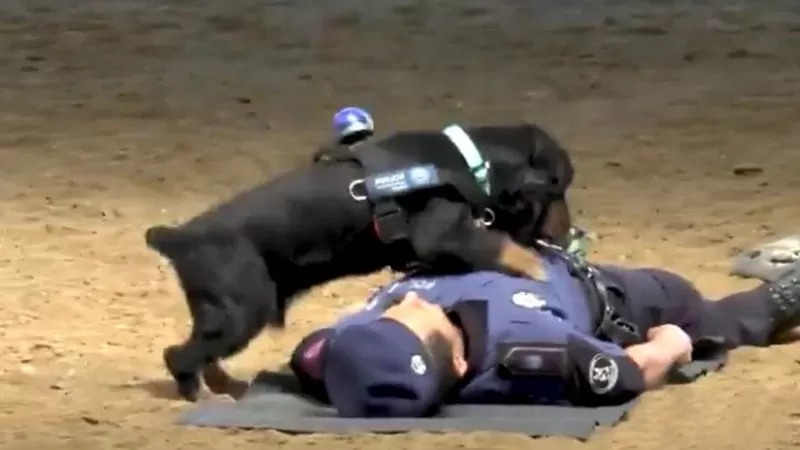 Un perro de la Policía de Madrid 'salva' a un agente al hacerle reanimación cardiopulmonar