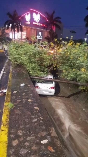 Árboles caen y causan daños tras tormenta en San Pedro Sula