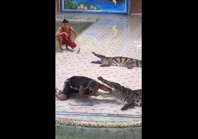 Un cocodrilo muerde el brazo de un domador en pleno espectáculo en Tailandia