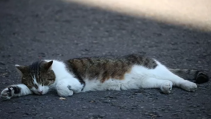 Una gata regresa a casa tras perderse durante 13 años, pero muere tres días después