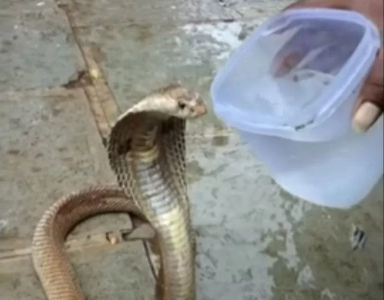 Cobra venenosa y sedienta acepta agua de las manos de sus 'salvadores'