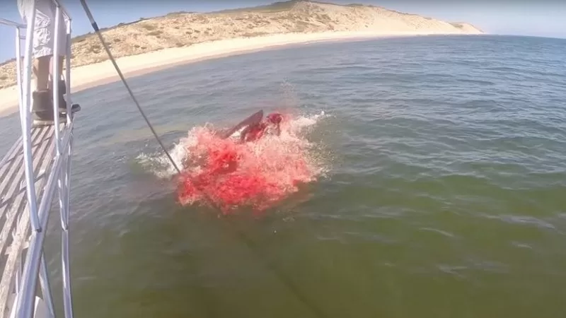 Graban el ataque de un tiburón a una foca
