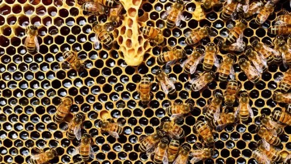 Encuentran una colonia de 60.000 abejas en el tejado de un hospital británico