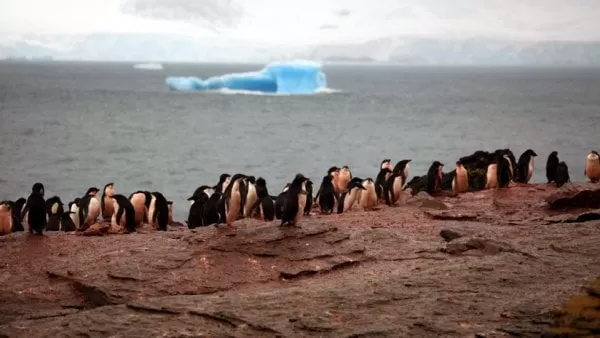 Revelan la causa de la muerte de cientos de pingüinos hallados momificados en la Antártida