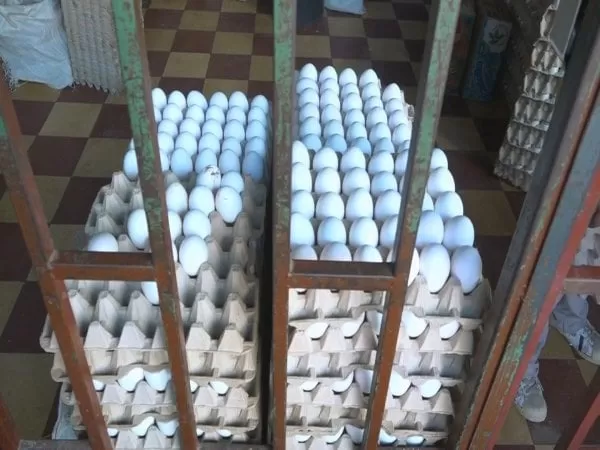 Caja de huevos aumenta entre 100 y 120 lempiras en mercados capitalinos