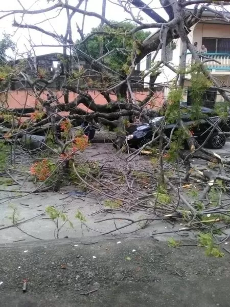 Árbol cae sobre vehículo en La Ceiba