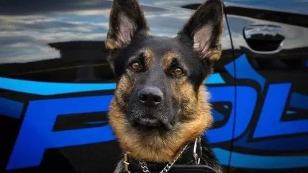 Estados Unidos: Policía abate a un sospechoso que mató a tiros a un perro policial