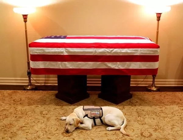 Sully sigue al lado de su amo fallecido, el expresidente George H.W. Bush