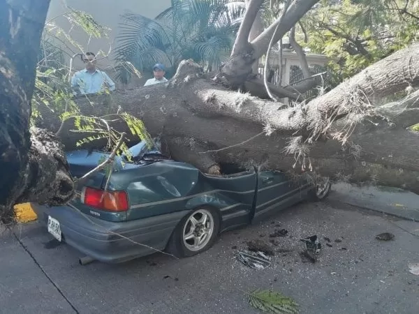 VIDEO: Árbol aplasta carro en #Tegucigalpa