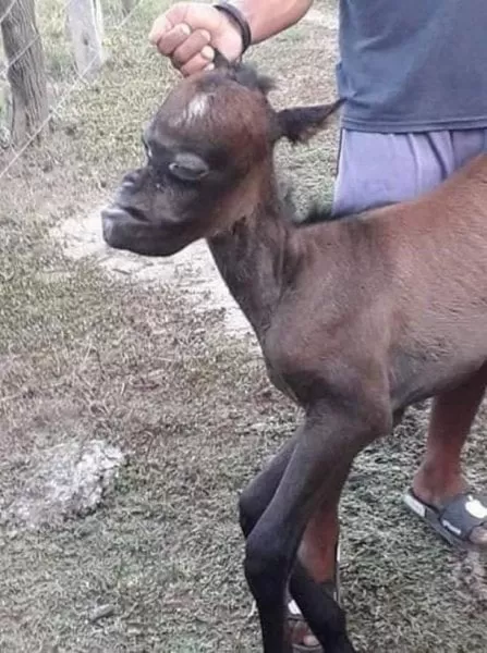 El Salvador: Nace un burro con cara de gente ¿Cree usted que esto es posible?
