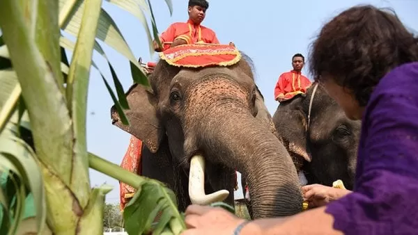 Joven abraza trompa de elefante y desata el caos (VIDEO)