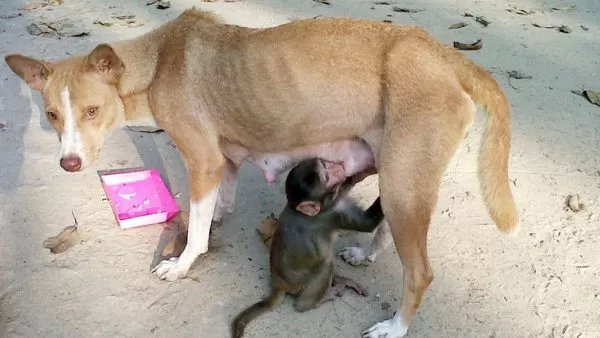 Una perra cuida y amamanta a un pequeño mono en la India