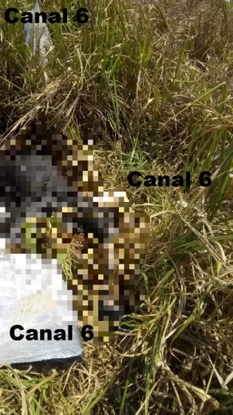 Encuentran el cadáver de una mujer en avanzado estado de descomposición en Villanueva, Cortés