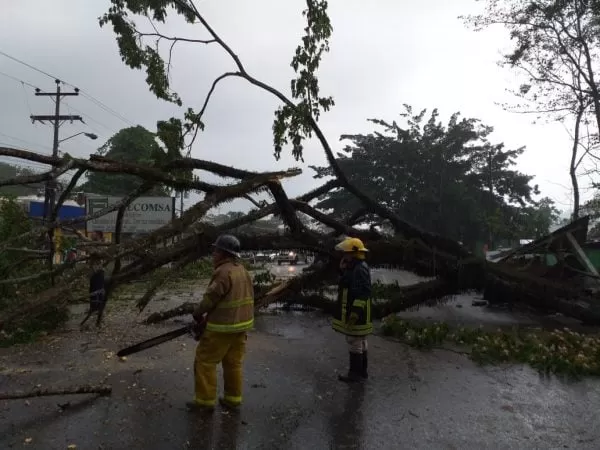 Lluvia y fuertes vientos dejan árboles caídos en La Masica, Atlántida