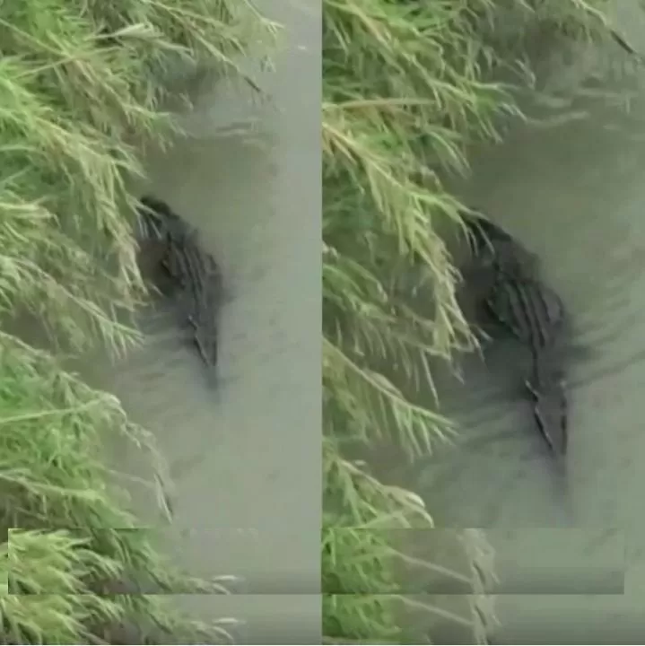 VIDEO: Graban a un cocodrilo de aproximadamente 2 metros de largo a las orillas del Río Grande