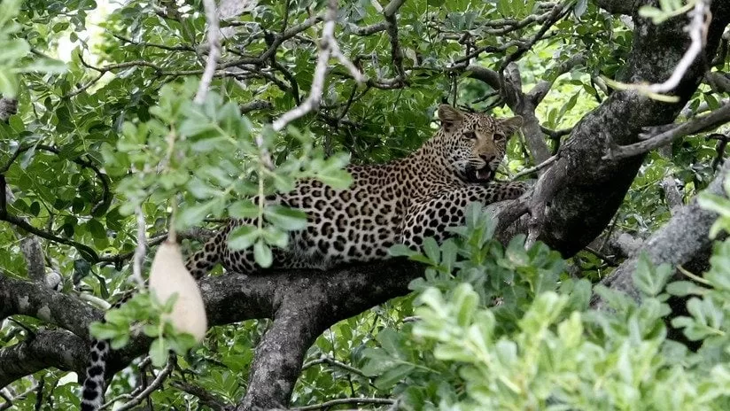 Un leopardo acecha y mata a un bebé de dos años en Sudáfrica