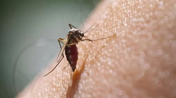 Dos casos mas de dengue se reportan en el departamento de Santa Barbara