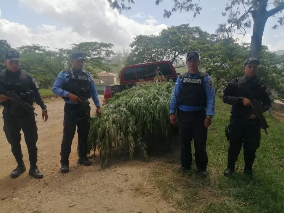 En propiedad del alcalde de Patuca, Olancho incautan 500 plantas de supuesta marihuana