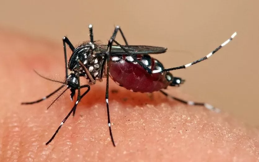 Enfermera fallece a causa de dengue en Olancho... Suman 19 víctimas mortales en este departamente a causa de esta enfermedad