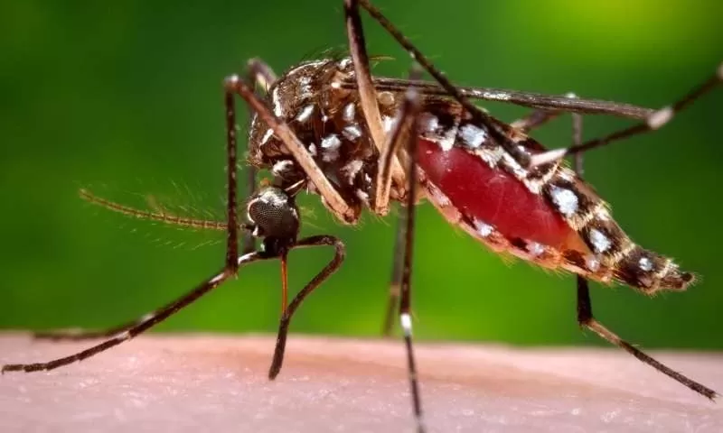 Menor de 8 años fallece a causa de dengue en Olancho