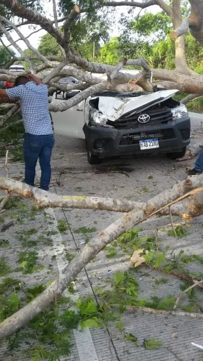 Árbol cae sobre automóvil en el kilómetro 62, San Antonio de Flores, al sur de Honduras