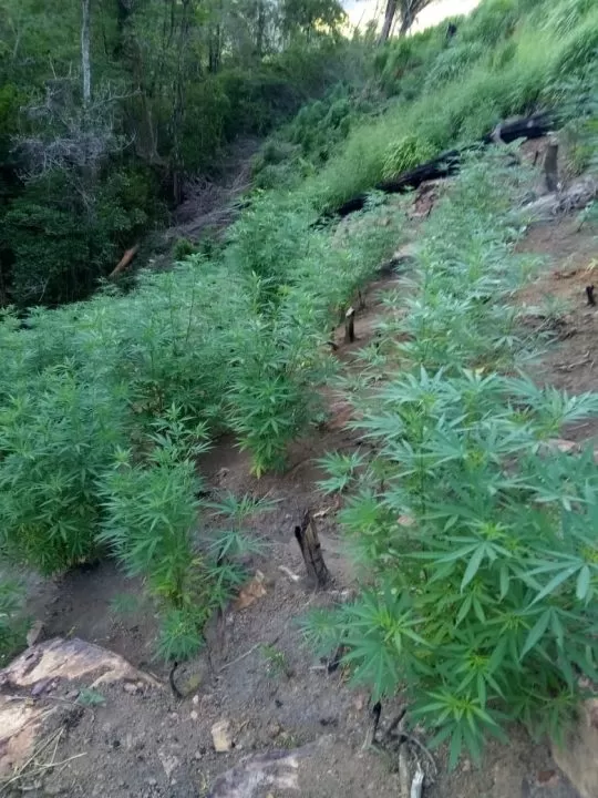 FFAA en Operación de Impacto desmantela plantación de Marihuana en el departamento de Colón (Video)