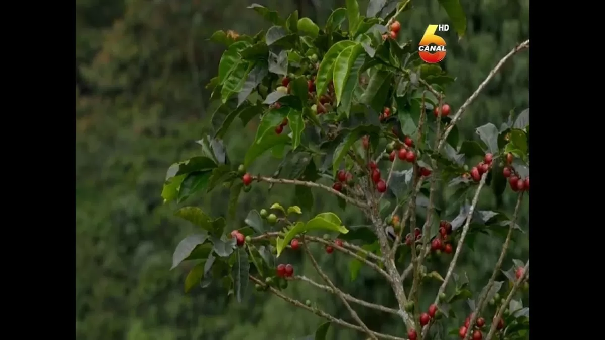Producción de café bajara en casi dos millones de quintales
