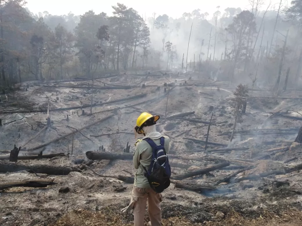 Más de 14 mil hectáreas de bosque se han quemado a nivel nacional en lo que va del año