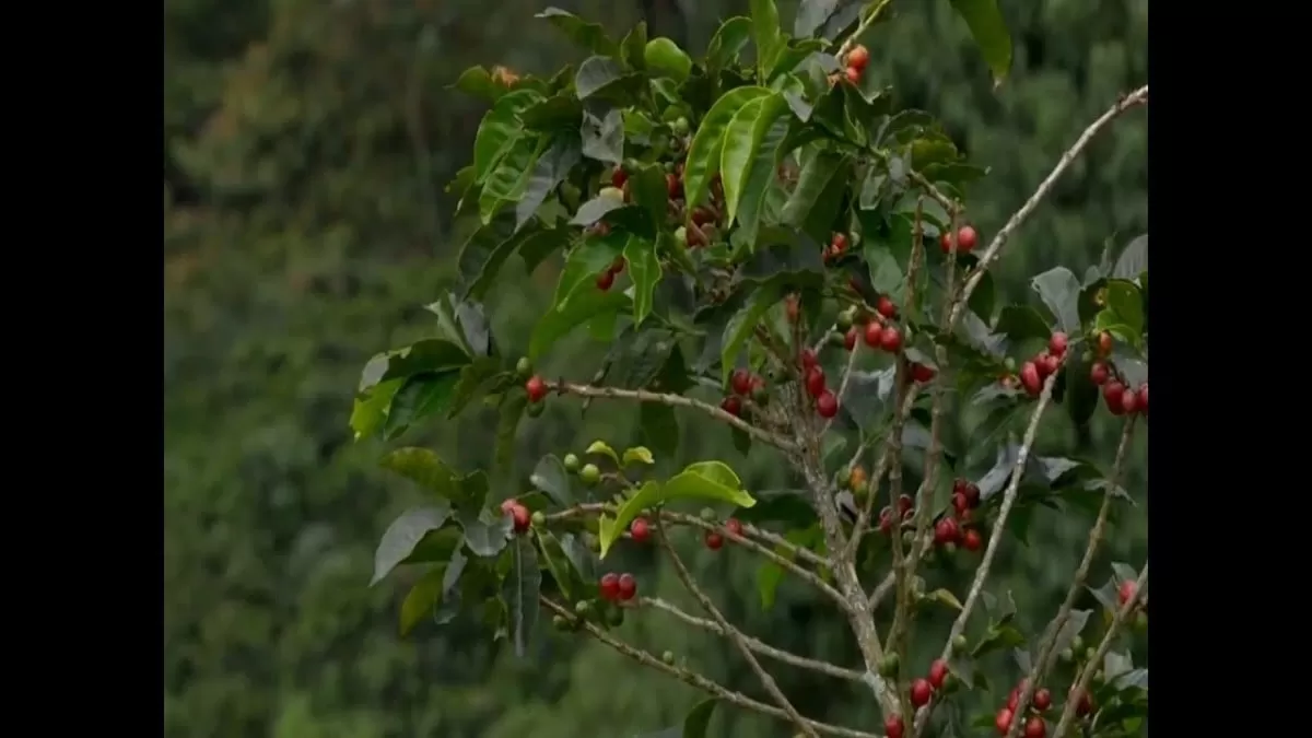 Se pide 100 millones de lempiras a favor de productores de café