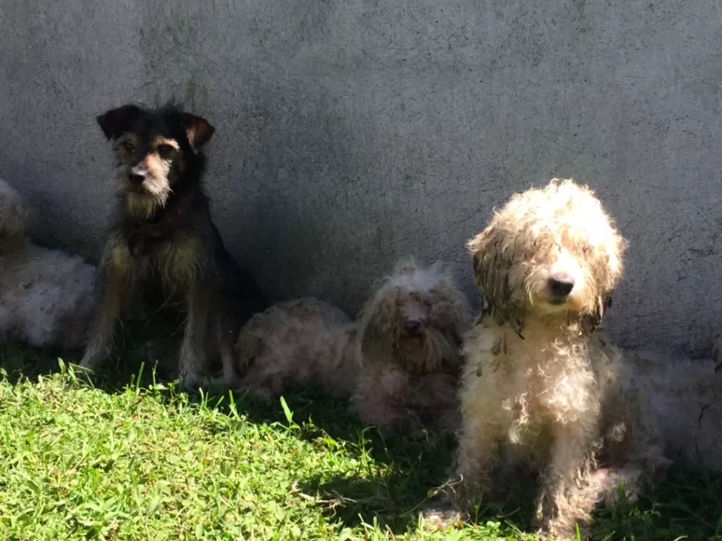 Detienen a una pareja en Vietnam por haber envenenado a decenas de perros y gatos
