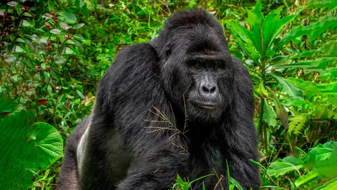 Condenan a 11 años al cazador que mató a uno de los gorilas más famosos de África