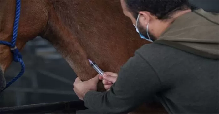 Costa Rica anuncia que anticuerpos de caballos neutralizan el coronavirus