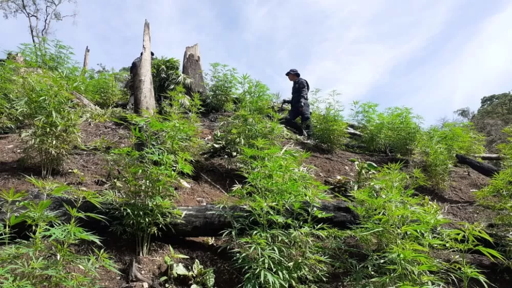Policía erradica más de 35000 plantas de marihuana en Colón