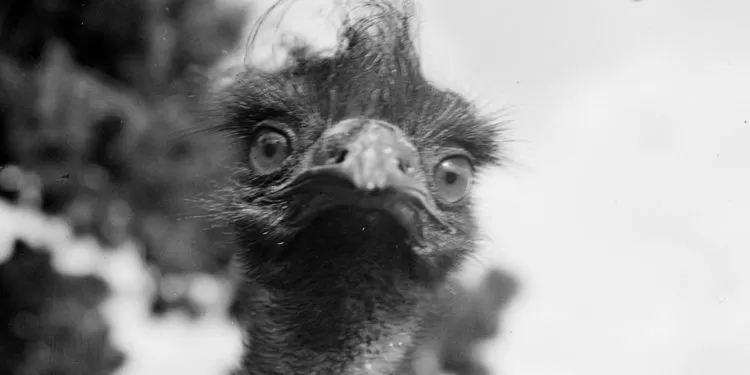 Australia sacrifica 400.000 aves para luchar contra la gripe aviar